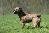 BORDER TERRIER 061